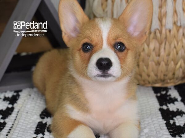 Pembroke Welsh Corgi-DOG-Male-Sable-4421-Petland Lee's Summit, MO