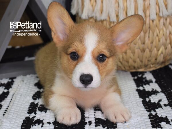 Pembroke Welsh Corgi-DOG-Male-Sable-4419-Petland Lee's Summit, MO