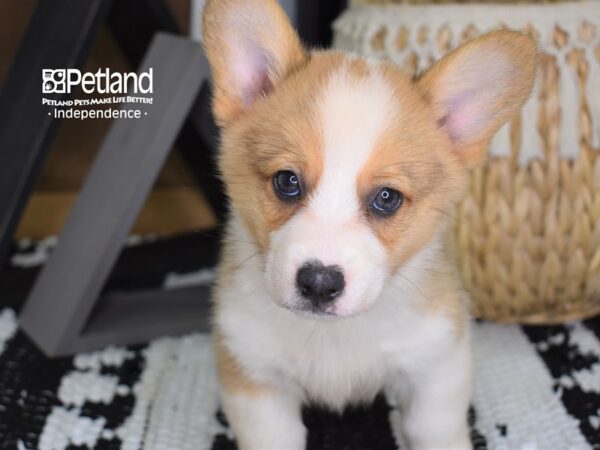Pembroke Welsh Corgi-DOG-Male-Sable & White-4416-Petland Lee's Summit, MO