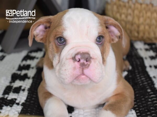 English Bulldog-DOG-Male-Lilac-4432-Petland Lee's Summit, MO