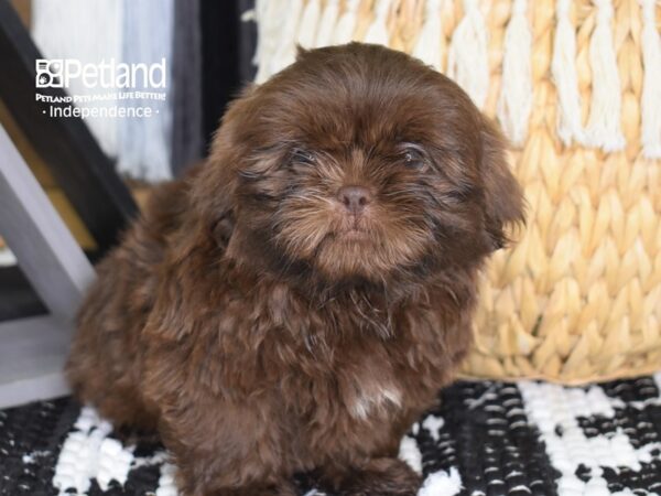 Shih Tzu-DOG-Male-Chocolate-4427-Petland Lee's Summit, MO