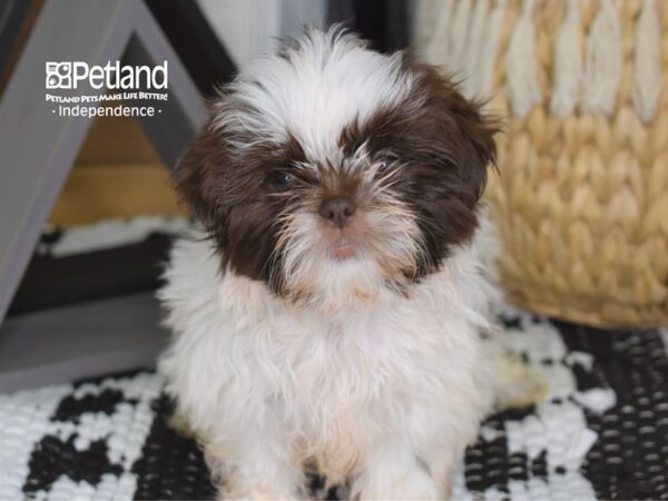Shih Tzu-DOG-Female-White & Chocolate Parti-4429-Petland Lee's Summit, MO