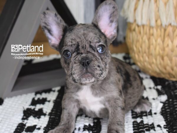 French Bulldog-DOG-Female-Merle-4426-Petland Lee's Summit, MO