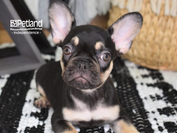 French Bulldog-DOG-Female-Chocolate & Tan-4423-Petland Lee's Summit, MO