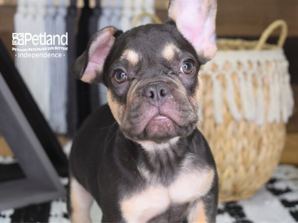 French Bulldog-DOG-Male-Chocolate & Tan-4422-Petland Lee's Summit, MO