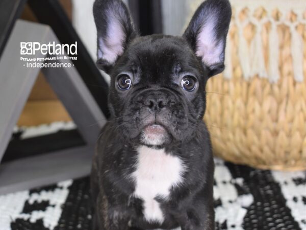 French Bulldog-DOG-Male-Black-4424-Petland Lee's Summit, MO