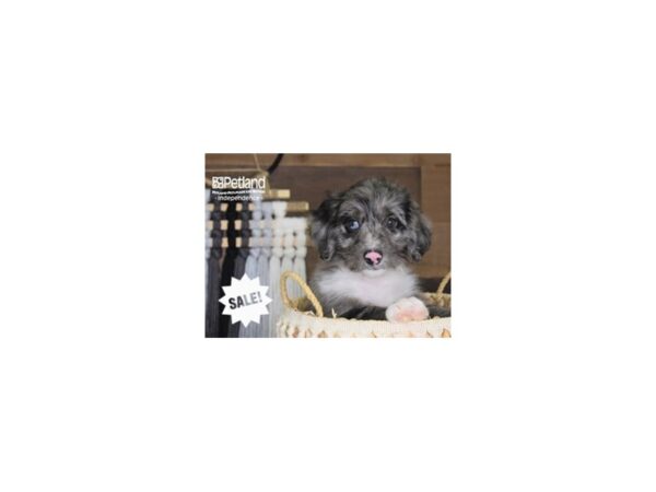 Miniature Aussiedoodle-DOG-Female-Blue Merle-4212-Petland Lee's Summit, MO