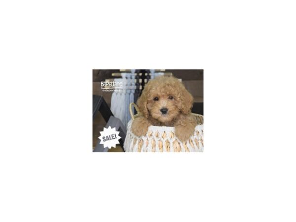 Miniature Goldendoodle-DOG-Female-Cream-4277-Petland Lee's Summit, MO
