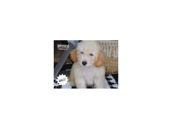Miniature Goldendoodle 2nd Gen-DOG-Male-Golden-4299-Petland Lee's Summit, MO