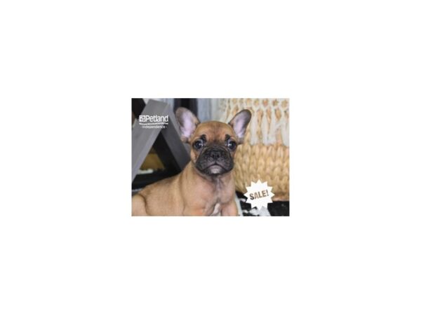 French Bulldog-DOG-Male-Red-4308-Petland Lee's Summit, MO
