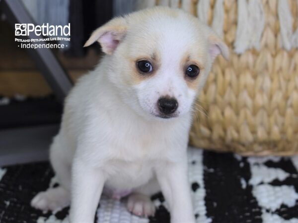 Pomchi-DOG-Male-White-4439-Petland Lee's Summit, MO