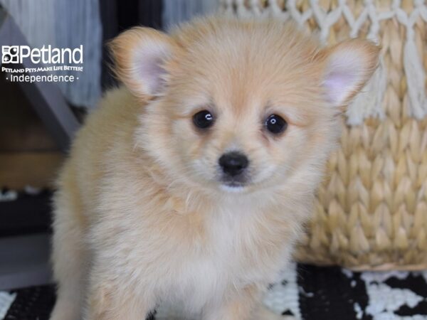 Pomchi-DOG-Female-Cream-4440-Petland Lee's Summit, MO
