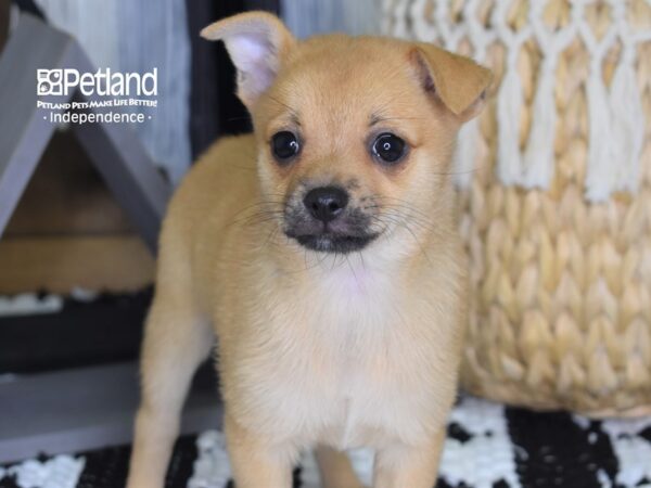 Pomchi-DOG-Female-Red-4441-Petland Lee's Summit, MO