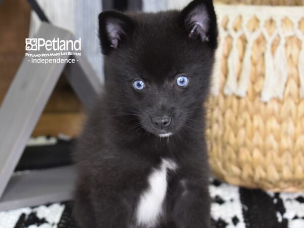 Pomklee-DOG-Female-Black-4438-Petland Lee's Summit, MO