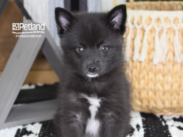 Pomklee-DOG-Male-Black-4437-Petland Lee's Summit, MO