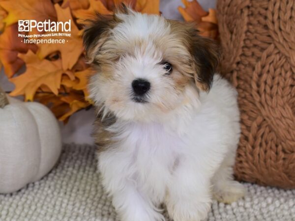 Morkie-DOG-Male-Red & White-4446-Petland Lee's Summit, MO