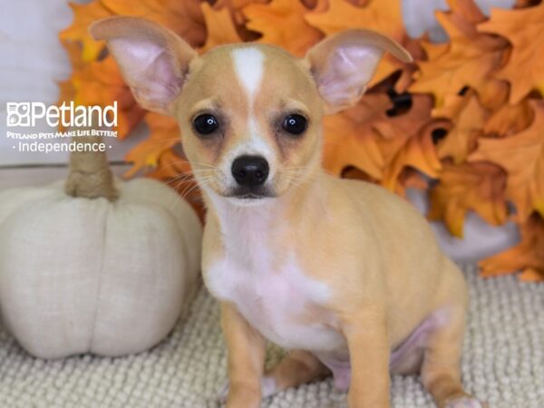 Chihuahua-DOG-Male-Cream-4442-Petland Lee's Summit, MO