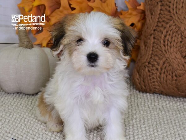 Morkie-DOG-Female-Red & White-4447-Petland Lee's Summit, MO