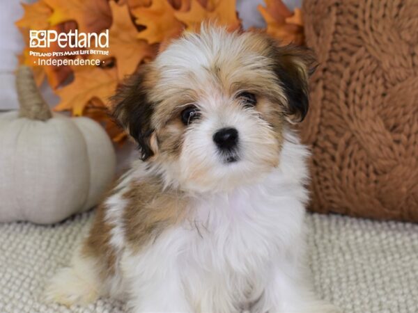 Morkie-DOG-Female-Red & White-4448-Petland Lee's Summit, MO