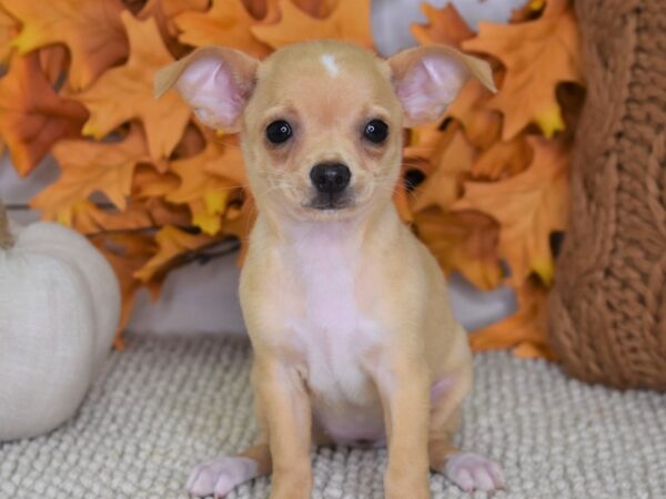 Chihuahua-DOG-Female-Cream-4444-Petland Lee's Summit, MO