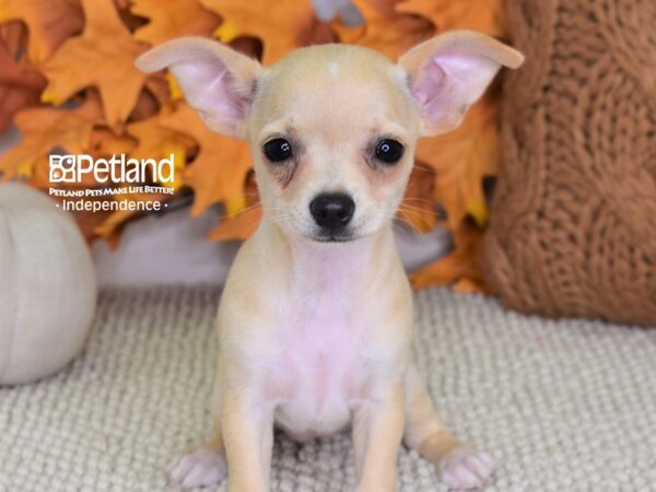Chihuahua-DOG-Female-Cream-4445-Petland Lee's Summit, MO