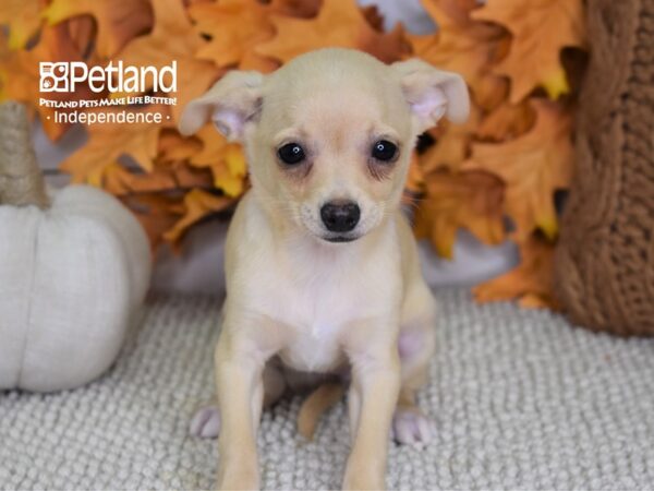Chihuahua-DOG-Female-Cream-4443-Petland Lee's Summit, MO