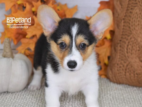 Pembroke Welsh Corgi-DOG-Female-Tri-4417-Petland Lee's Summit, MO