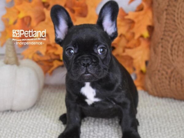 French Bulldog-DOG-Female-Black-4425-Petland Lee's Summit, MO