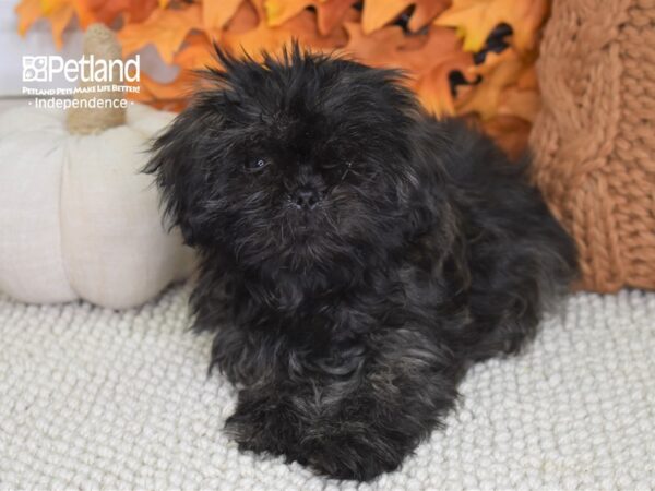 Shih Tzu-DOG-Female-Black Brindle-4430-Petland Lee's Summit, MO