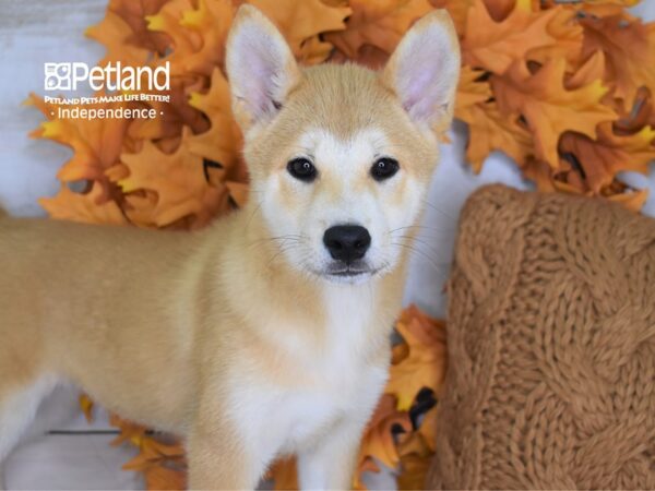 Shiba Inu-DOG-Male-Red Sesame-4342-Petland Lee's Summit, MO