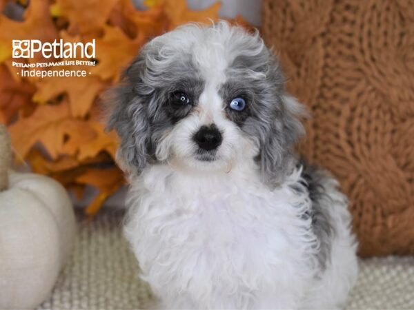 Cavapoo-DOG-Female-Merle & White-4462-Petland Lee's Summit, MO