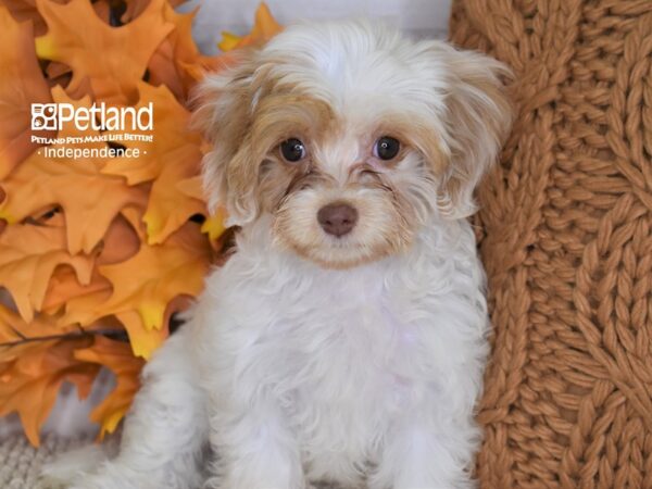 Cavapoo-DOG-Female-Red & White-4461-Petland Lee's Summit, MO