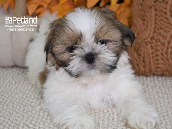 Shih Tzu-DOG-Female-Gold & White-4458-Petland Lee's Summit, MO