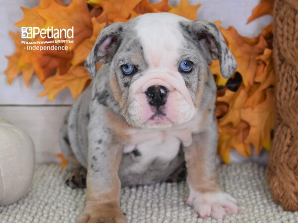 English Bulldog-DOG-Female-Blue Merle-4454-Petland Lee's Summit, MO