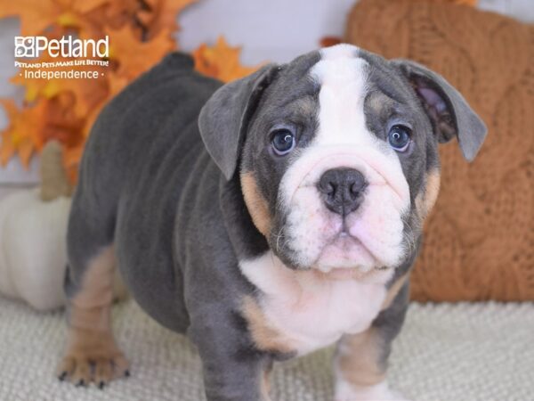 English Bulldog-DOG-Male-Blue & White-4453-Petland Lee's Summit, MO