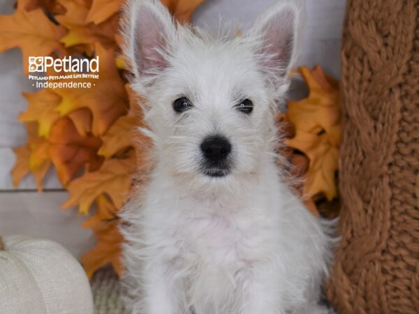 West Highland White Terrier-DOG-Male-White-4450-Petland Lee's Summit, MO
