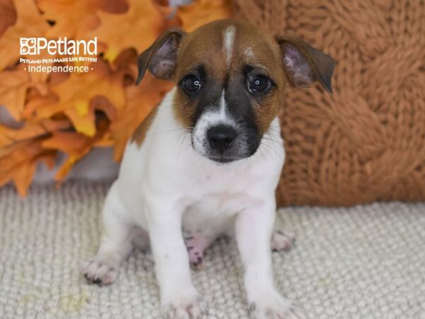 Jack Russell Terrier-DOG-Male-Tan & White-4463-Petland Lee's Summit, MO
