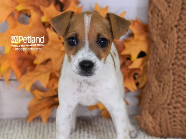 Jack Russell Terrier-DOG-Male-Tan & White-4459-Petland Lee's Summit, MO