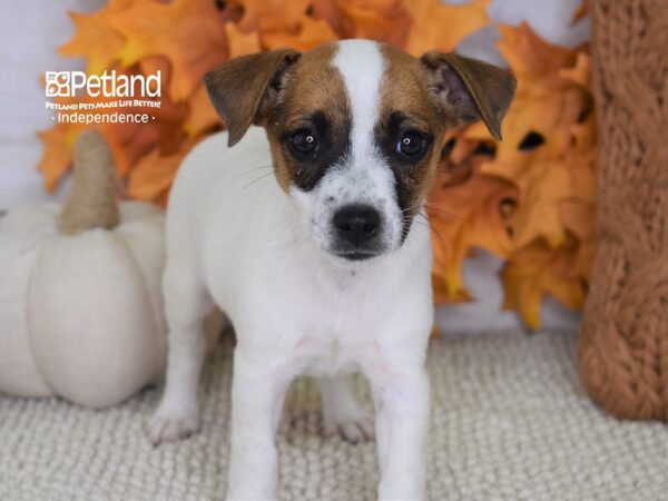 Jack Russell Terrier-DOG-Female-Tan & White-4460-Petland Lee's Summit, MO