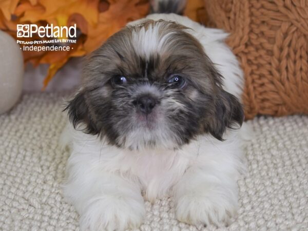 Shih Tzu-DOG-Male-Lavendar & White-4457-Petland Lee's Summit, MO