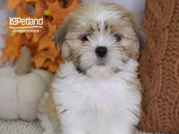 Shih Tzu-DOG-Male-Gold & White-4456-Petland Lee's Summit, MO