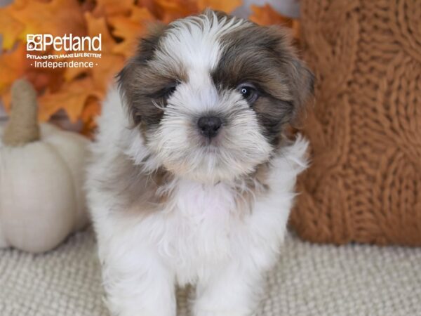 Shih Tzu-DOG-Male-Blue & White-4455-Petland Lee's Summit, MO