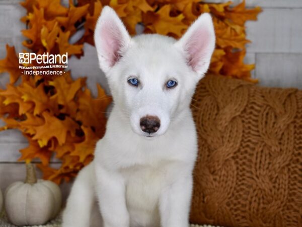 Siberian Husky-DOG-Female-White-4468-Petland Lee's Summit, MO