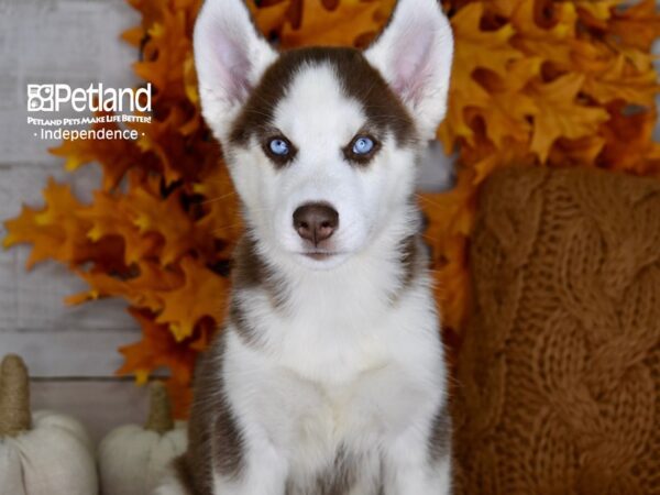 Siberian Husky-DOG-Male-Red & White-4469-Petland Lee's Summit, MO