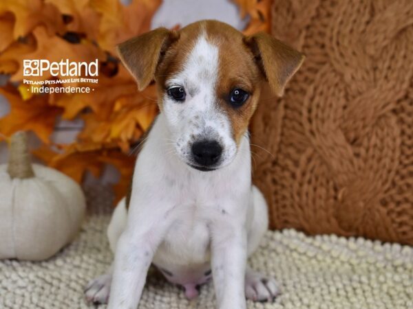 Jack Russell Terrier-DOG-Male-Red & White-4472-Petland Lee's Summit, MO