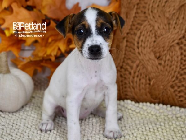 Jack Russell Terrier-DOG-Female-Tri-Color-4473-Petland Lee's Summit, MO