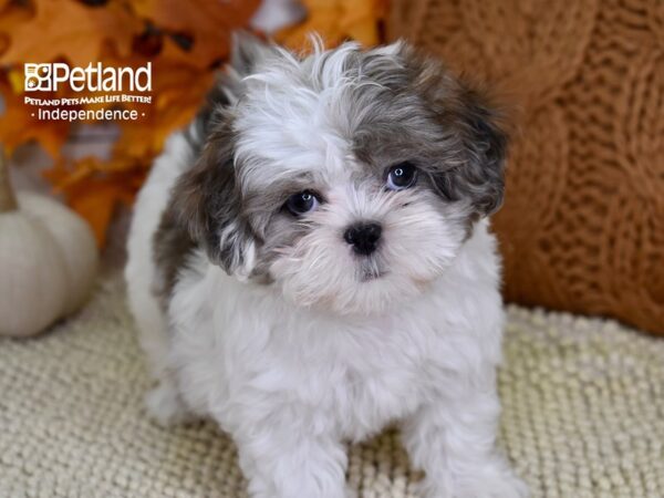 Shih Poo-DOG-Female-Blue Merle-4474-Petland Lee's Summit, MO