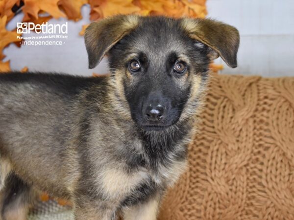 German Shepherd-DOG-Male-Black & Tan-4471-Petland Lee's Summit, MO