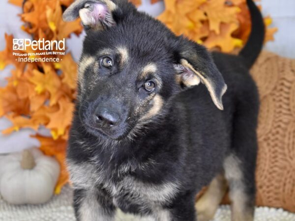 German Shepherd-DOG-Male-Black & Tan-4470-Petland Lee's Summit, MO