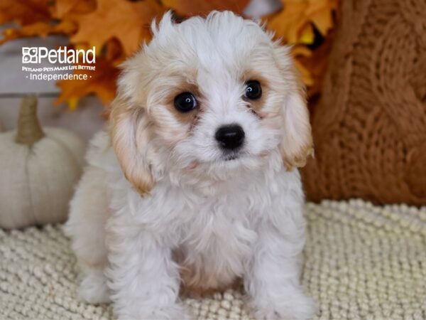 Cavachon-DOG-Male-Blenheim & White-4475-Petland Lee's Summit, MO